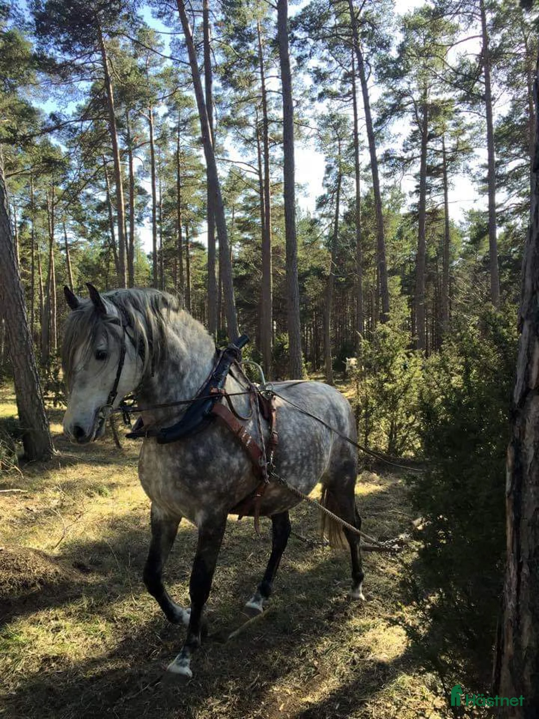 Working Equitation hästar till salu: PRE korsning Framtida bästa vännen. - Annons 12