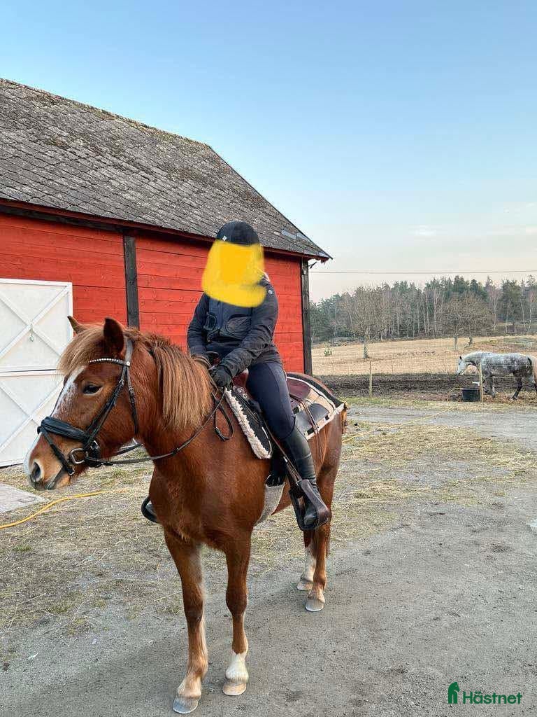  hästar till salu: Sockersöt d-ponny - Annons 18
