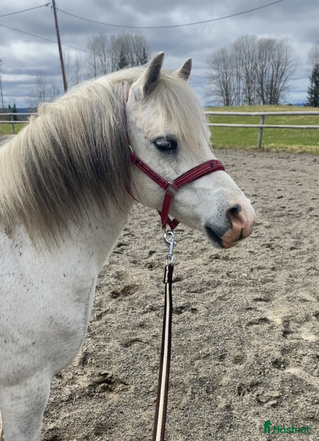 Allround hästar till salu: Magiskt vacker kille.  i Hammerdal - Annons 4