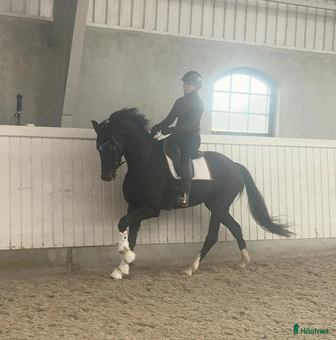 Dressyr hästar till salu: Dressyrhäst  i Västra Torup - Annons 1