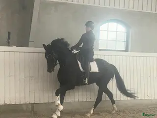 hästar Dressyrhäst i Västra Torup - Annons 6