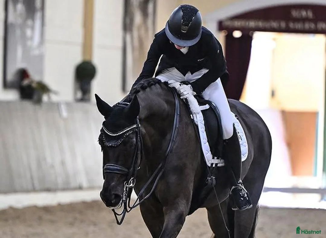 Dressyr hästar till salu: Smart/Talangfull Allroundvalack Med Fin Utbildning i Vellinge - Annons 4