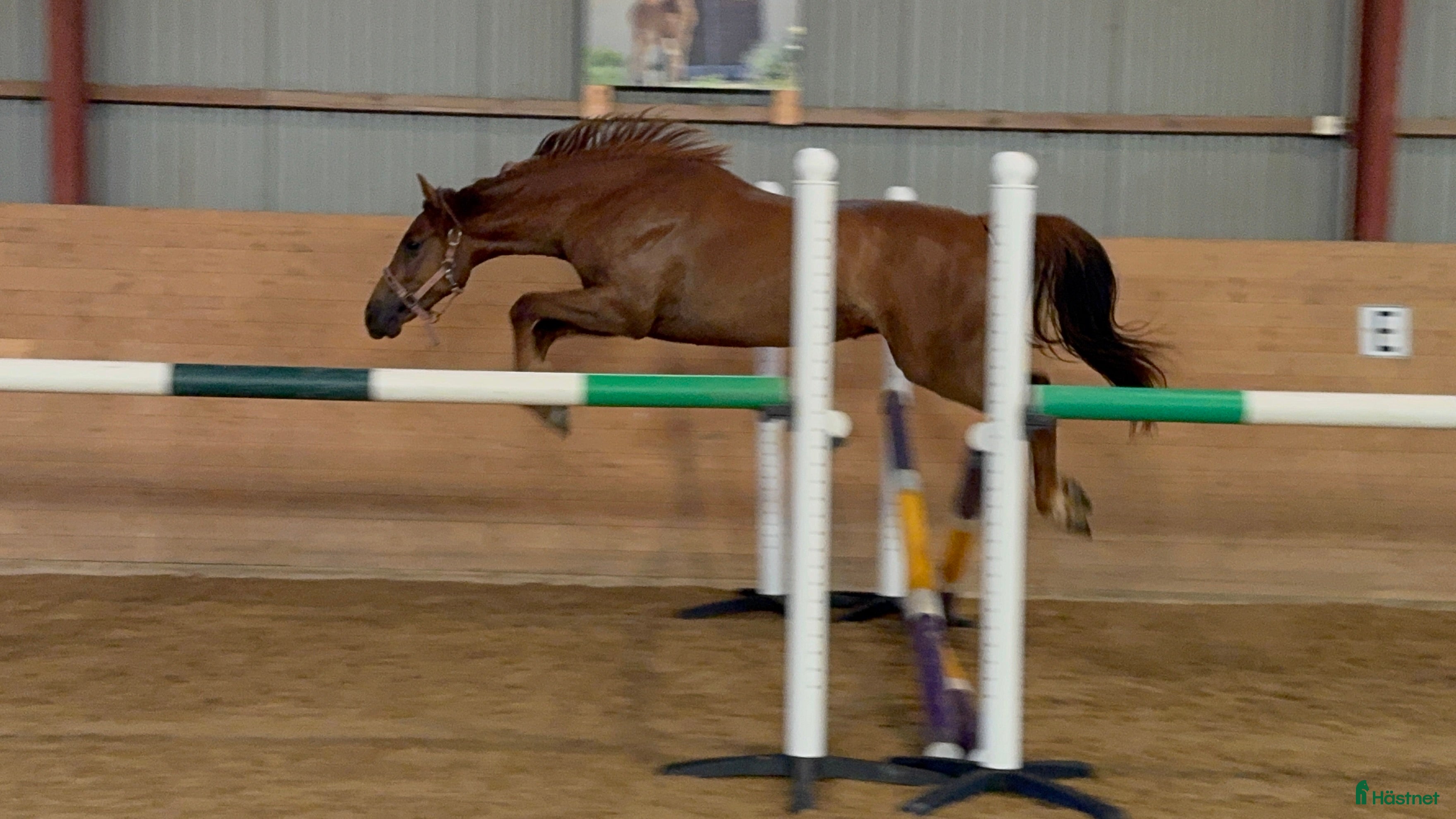  hästar Dancing like a Ballerina i Mjöhult - Annons 17