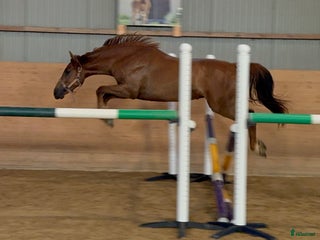 Hoppning hästar till salu: Dancing like a Ballerina i Mjöhult - Annons 2