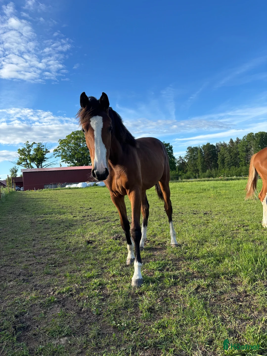 Hoppning hästar till salu: Kassiopeja RB – elegant och lovande SWB-sto - Annons 1