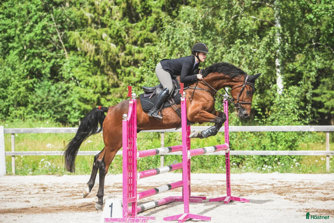 Hoppning hästar till salu: Hopphäst med potential - Annons 1