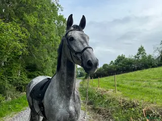 hästar Valack med karaktär - Annons 1