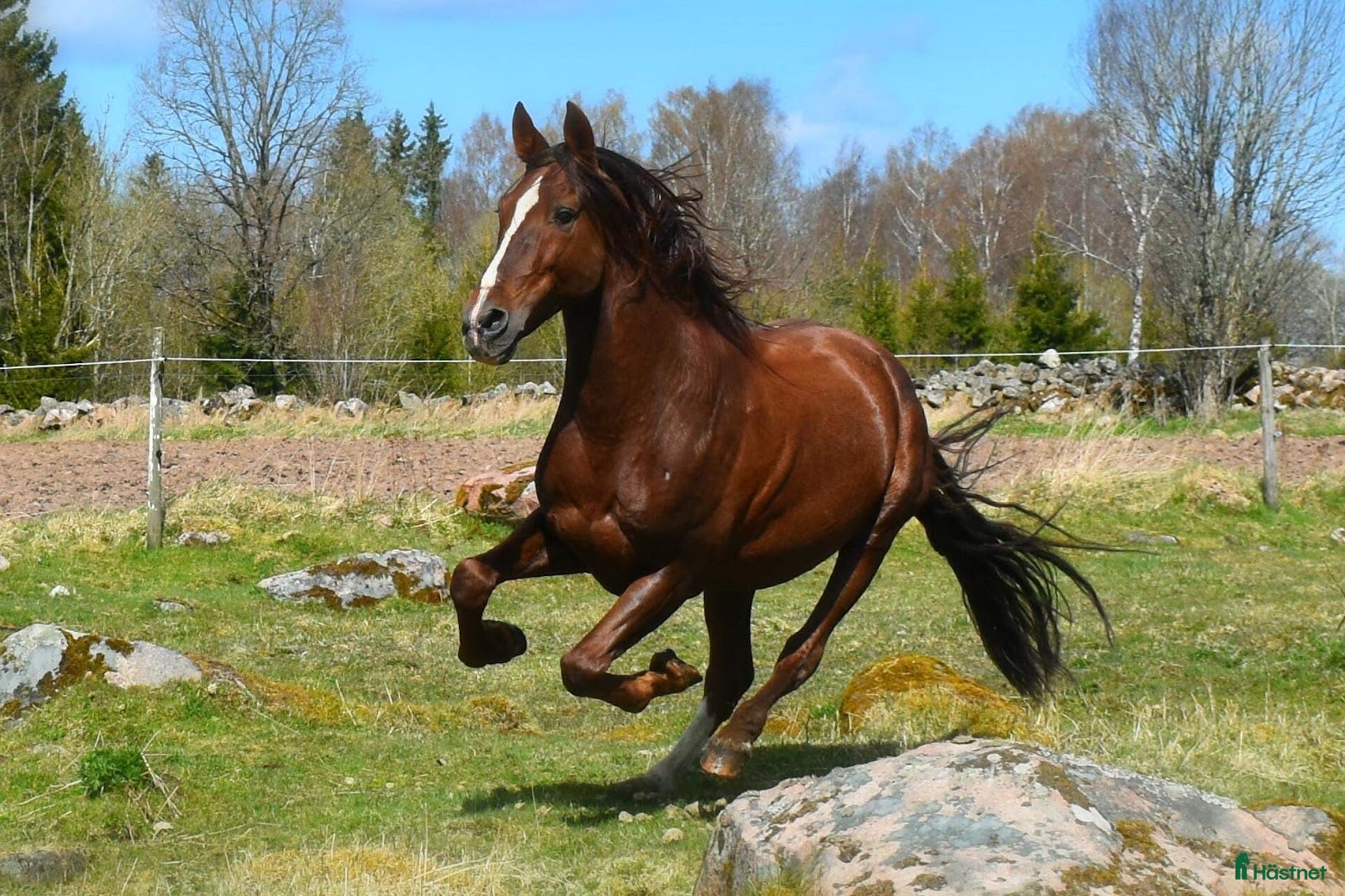  avel PRE-hingst till avel i Blidsberg - Annons 1