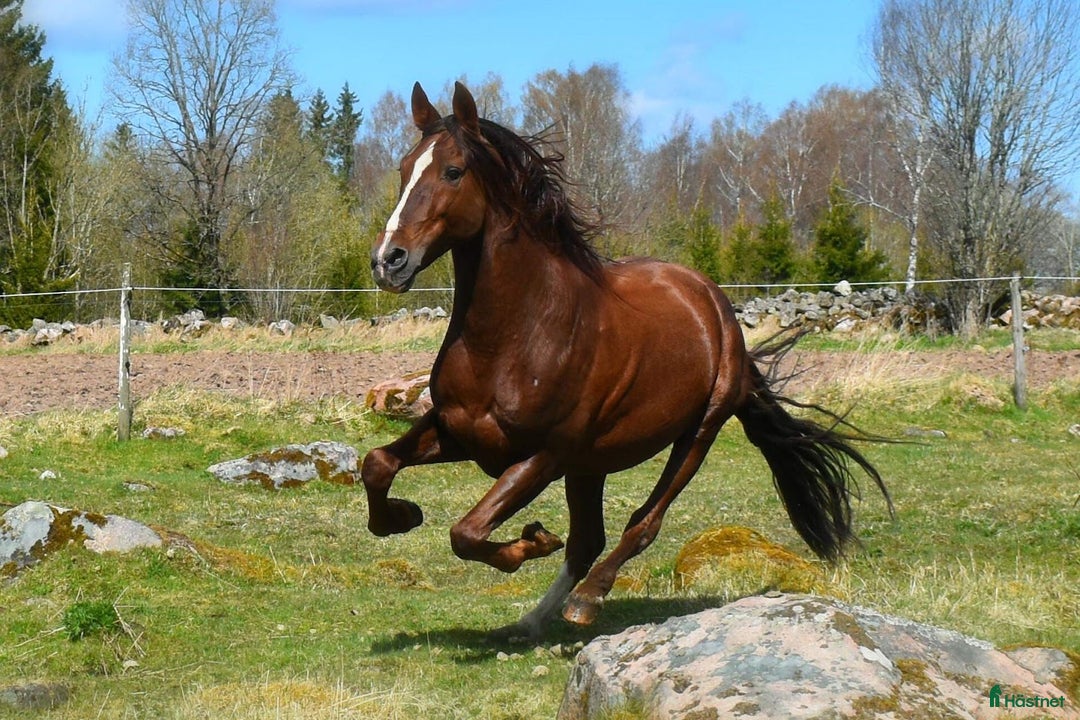  avel finnes: PRE-hingst till avel i Blidsberg - Annons 3