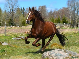 avel PRE-hingst till avel i Blidsberg - Annons 2