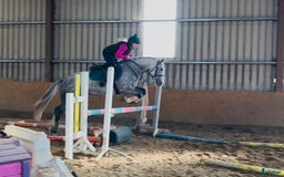 Hoppning hästar till salu: Selection of Irish ponies i Ljungby - Annons 7