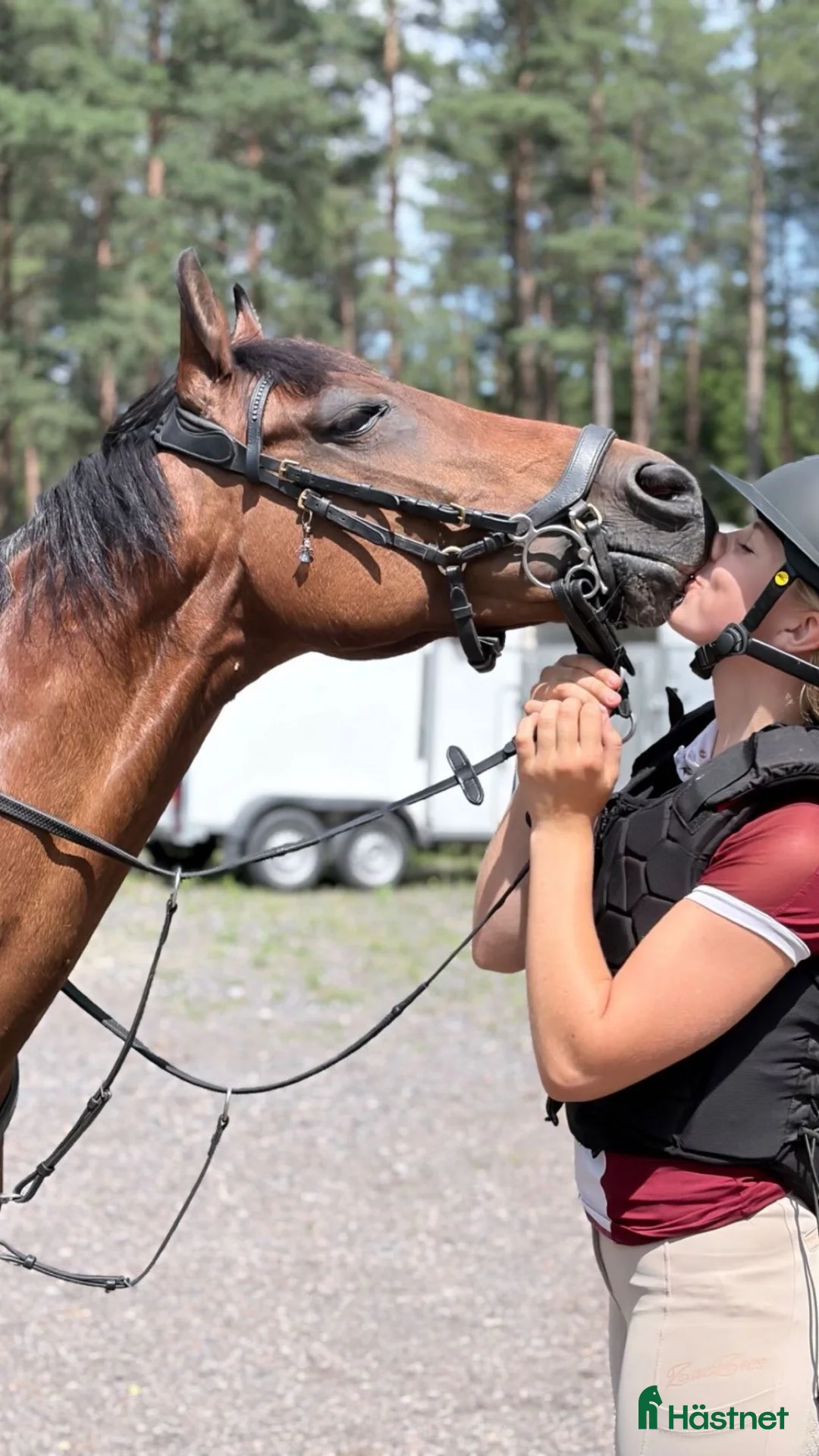 Allround hästar till salu: Läromästare - Annons 2