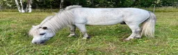 Allround hästar till salu: Sagoponnyn Milo - Annons 3