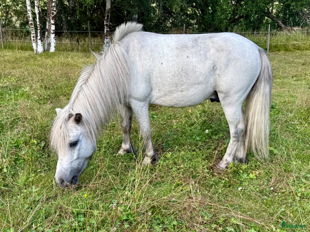 Allround hästar till salu: Sagoponnyn Milo - Annons 3