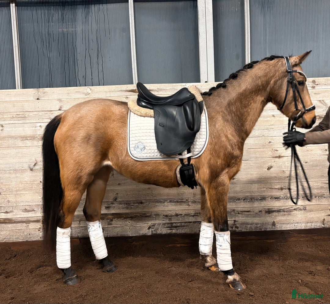 Allround hästar till salu: Sagolika allround ponnyn Saga! i Tungelsta - Annons 4