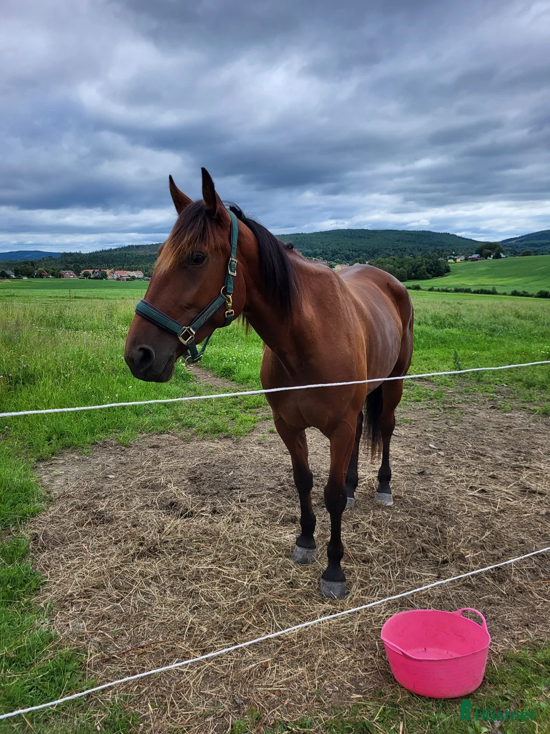 Allround hästar till salu: Sto, varmblodstravare i Bjästa - Annons 7