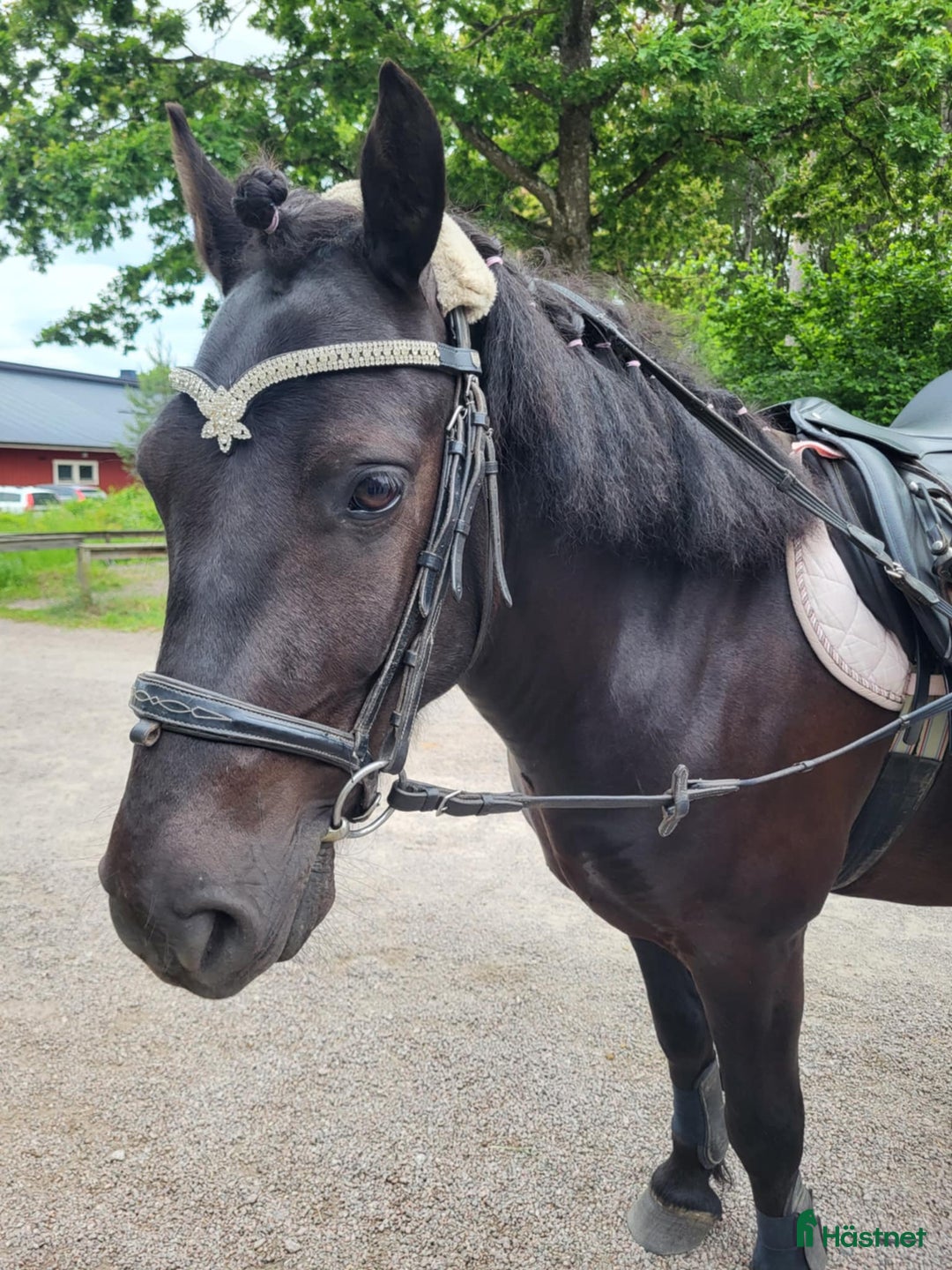 Allround hästar till salu: Trevlig b-ponny med potential i Storvreta - Bild 4