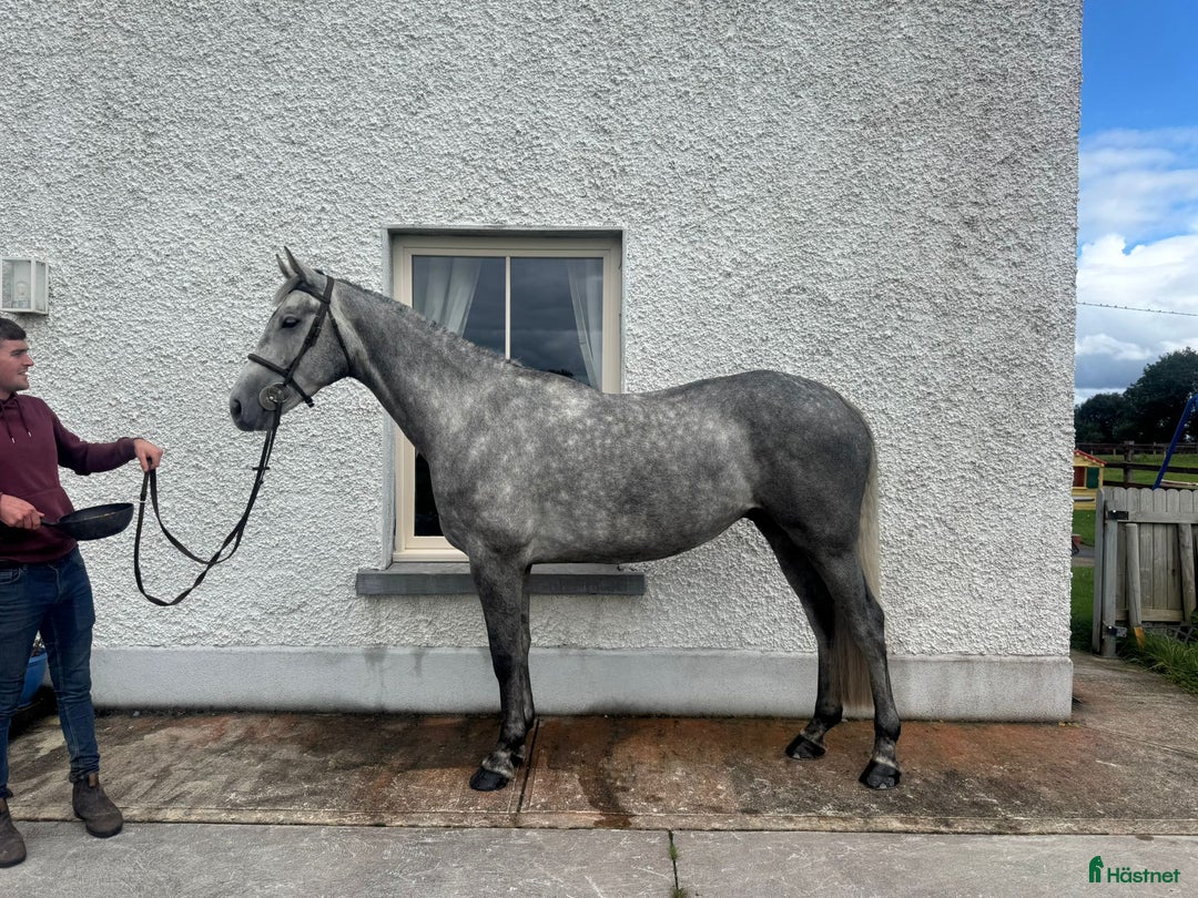 Allround hästar till salu: Riding Club / Jumping Horses  i Vrigstad - Annons 2