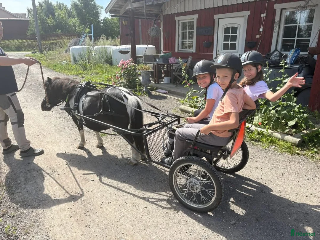  medryttarhäst finnes: Medryttare bilburen Enköping - Annons 4