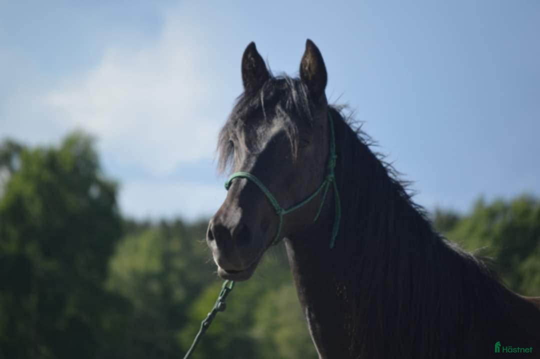  hästar Manfager valack med ett hjärta av guld  i Skurup - Annons 12