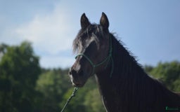 Allround hästar till salu: Manfager valack med ett hjärta av guld  i Skurup - Annons 1