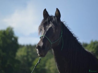 Allround hästar till salu: Manfager valack med ett hjärta av guld i Skurup - Annons 1