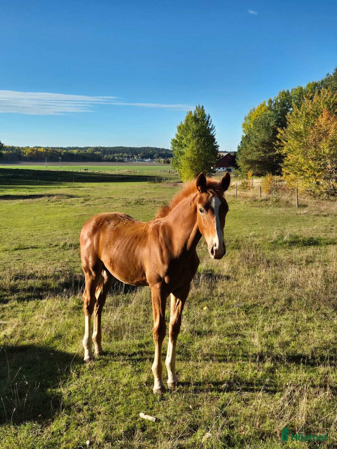 Hoppning hästar till salu: Välstammat föl med utstrålning i Norrköping - Annons 2