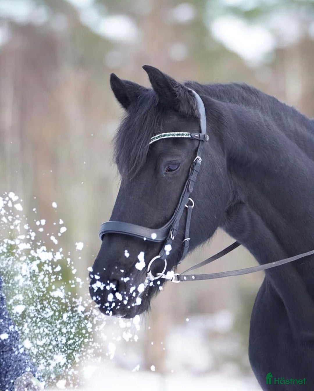 Dressyr hästar till salu: Vacker, vänlig och inkännande Frieser i Veddige - Annons 3