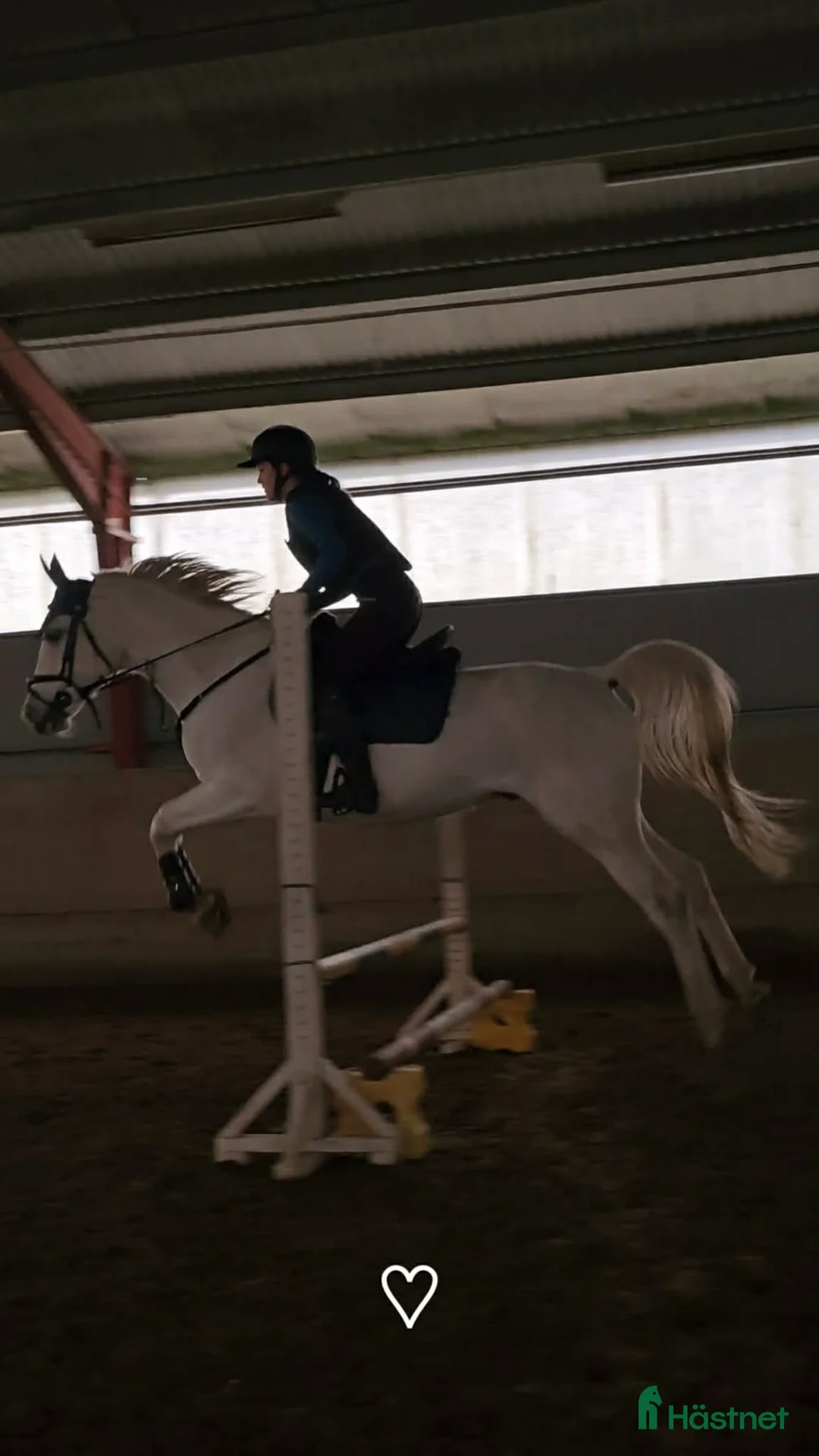 Allround hästar till salu: Arabiskt Fullblod söker nytt hem❤️ - Annons 7