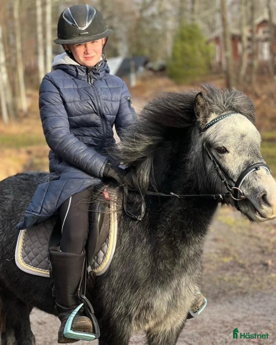 Allround hästar till salu: Trevlig Welsponny  i Vingåker - Annons 3