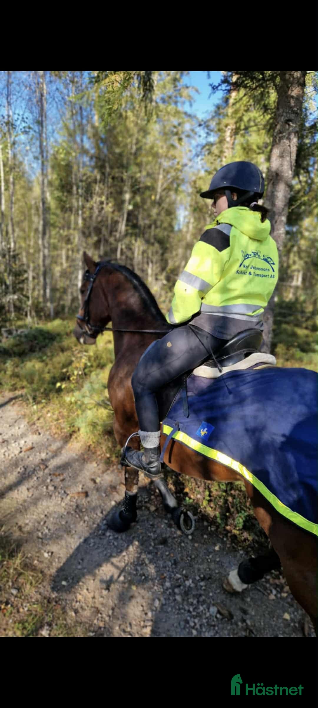 Allround hästar till salu: Enmannahäst kör/ridbar i Ljungby - Annons 2