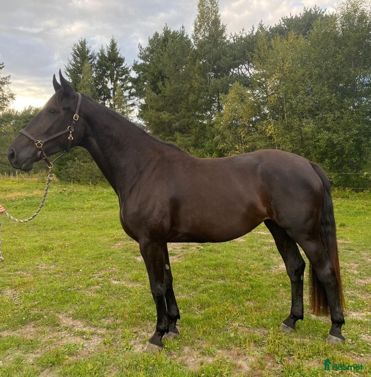  hästar Trevlig unghäst i Grödinge - Annons 2