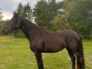 hästar Trevlig unghäst i Grödinge - Annons 4