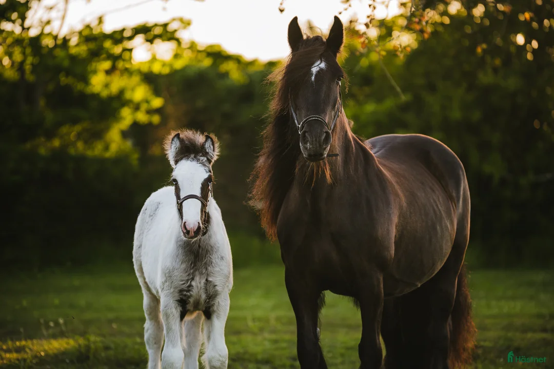 Allround hästar till salu: Fantastisk Irish cob hingstföl  - Annons 2