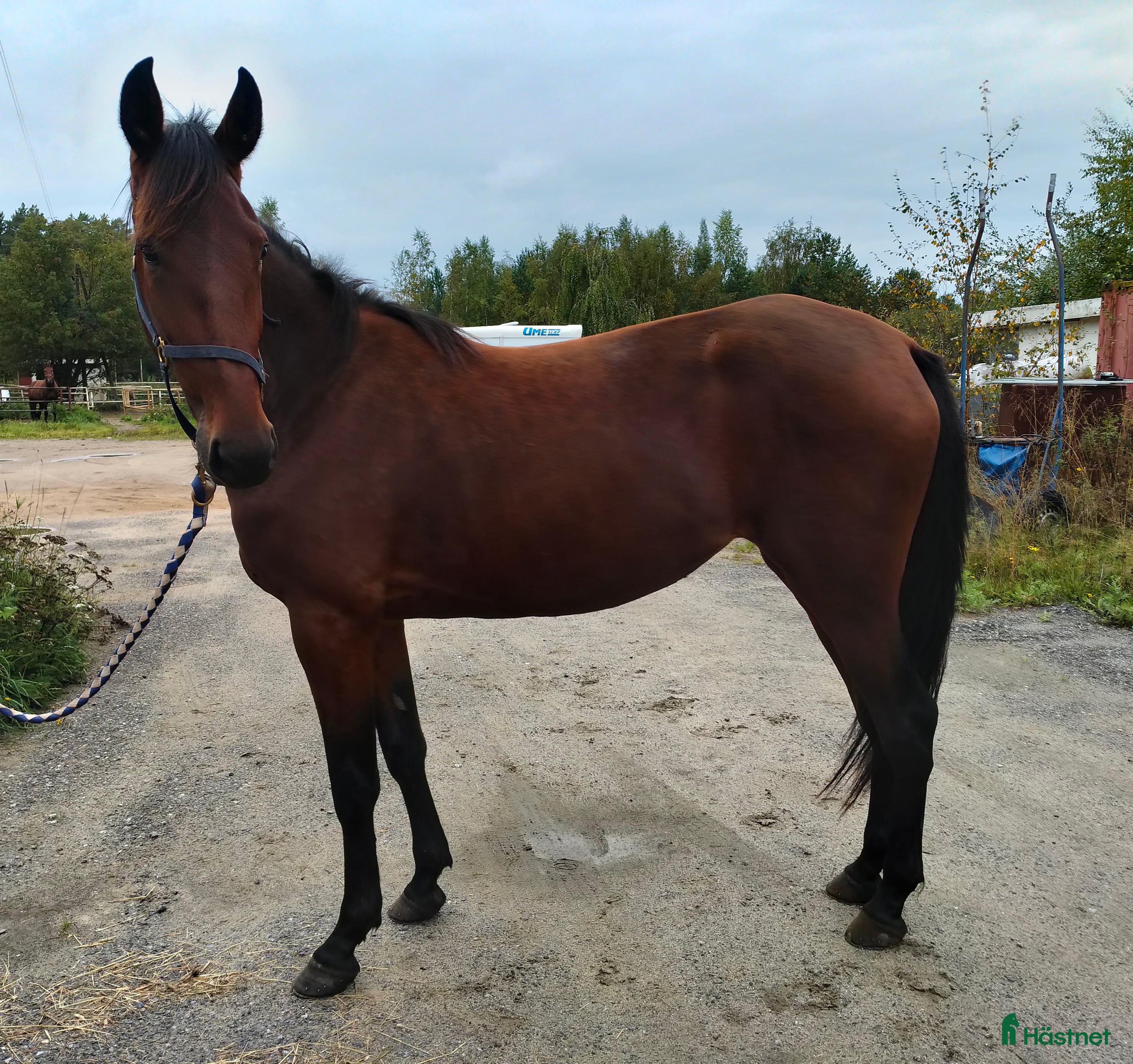  hästar Sto snart 3 år i Bygdeå - Annons 1