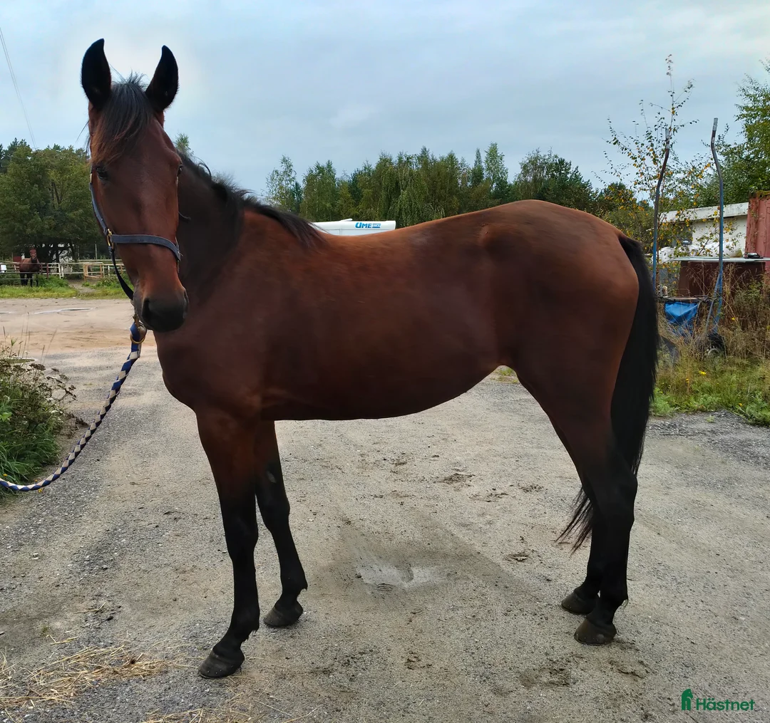 Trav hästar till salu: Sto snart 3 år i Bygdeå - Annons 1