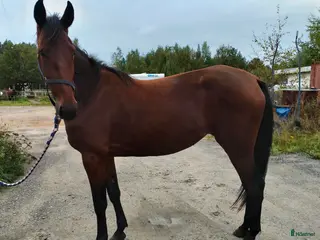 hästar Sto snart 3 år i Bygdeå - Annons 5