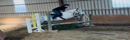 Allround hästar till salu: 6yo Connemara gelding  i Ljungby - Annons 6