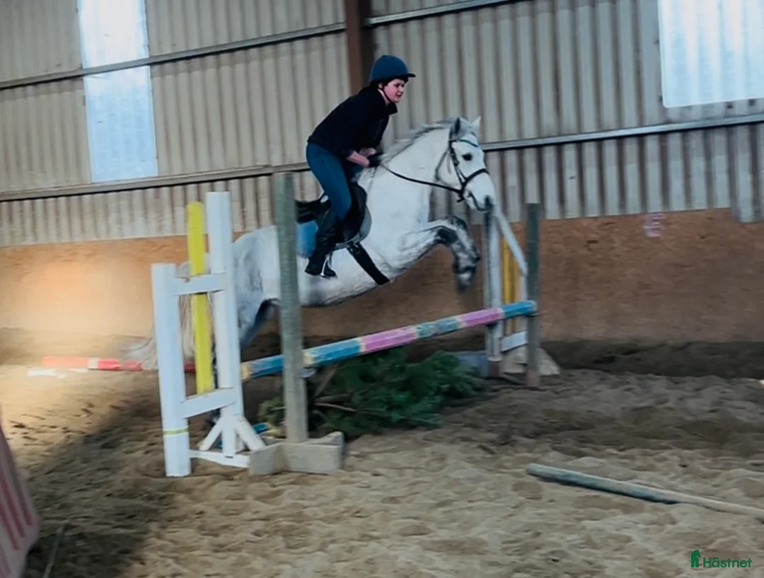 Allround hästar till salu: 6yo Connemara gelding  i Ljungby - Annons 6