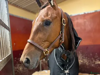 hästar Starthäst - Annons 5