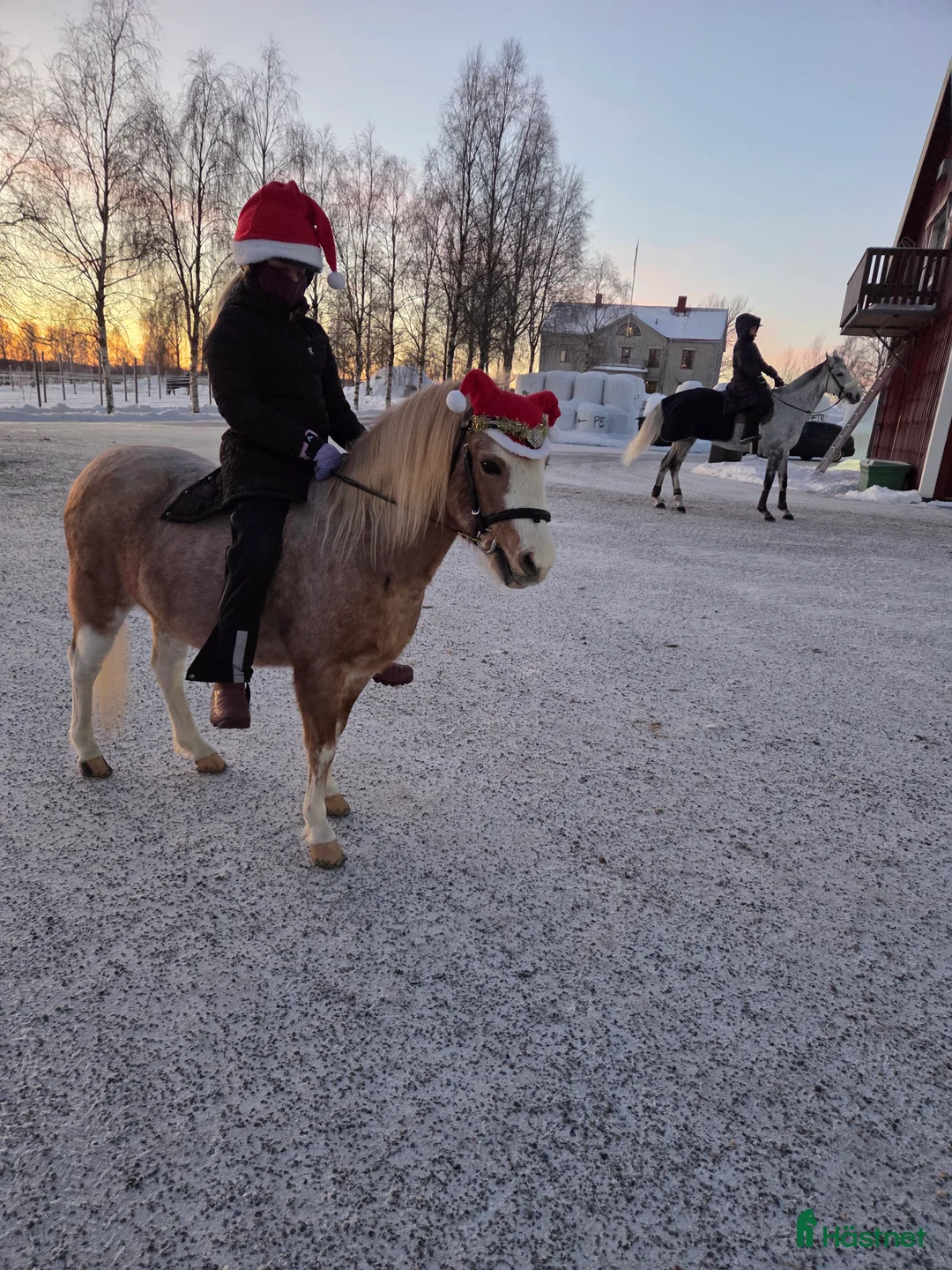 Allround hästar till salu: B-ponny sto - Annons 2