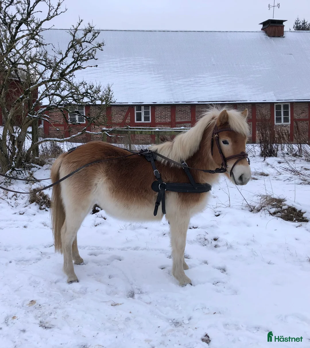 Körning hästar till salu: Genomsnäll toppstammad kvalitets ponny - Annons 2