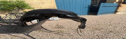 Sadlar hästutrustning till salu: Equipe Dressage Olympia Singelflap 16” - Annons 6