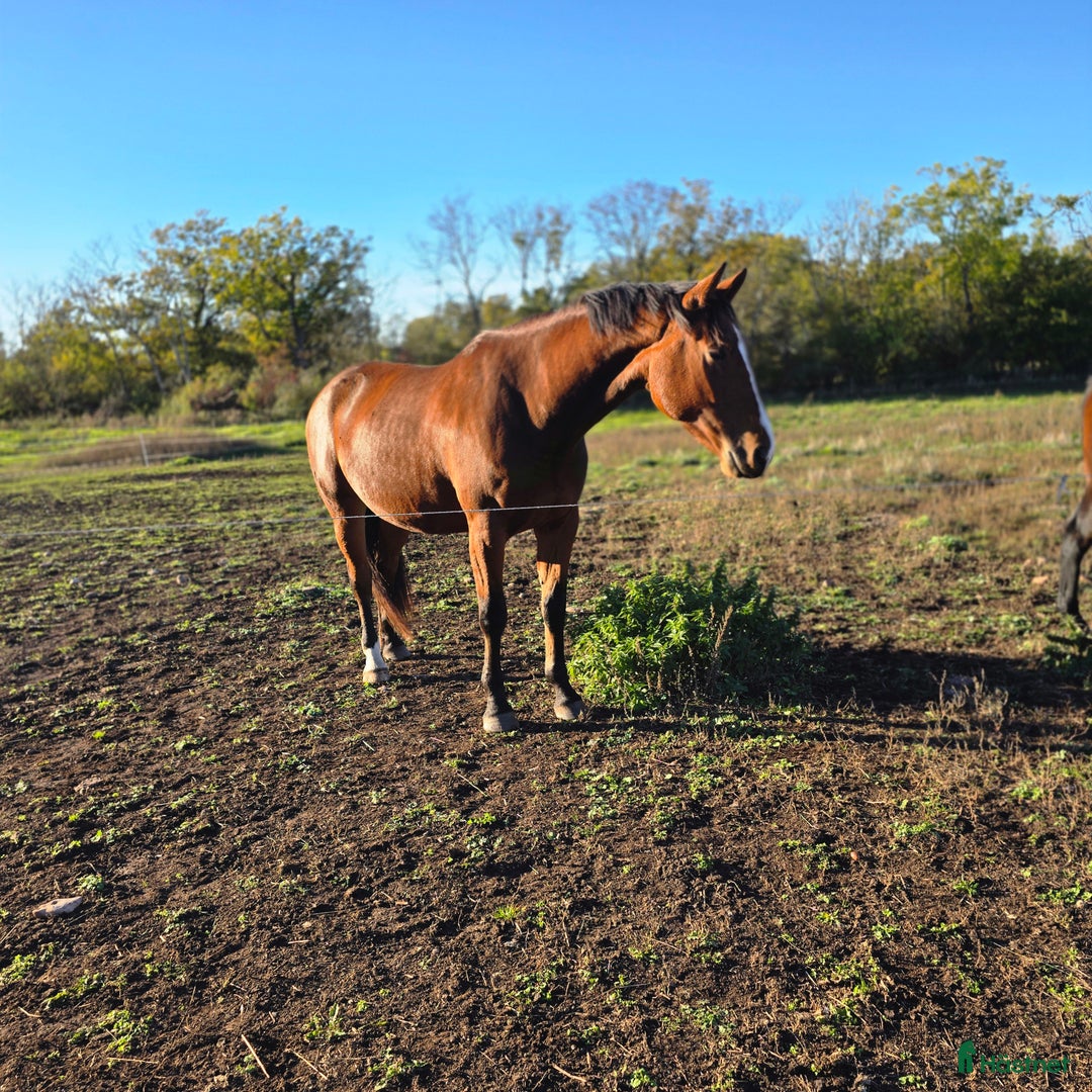  foderhäst finnes: ✨ SWB-sto utlånas på foder ✨ i Borgholm - Annons 2