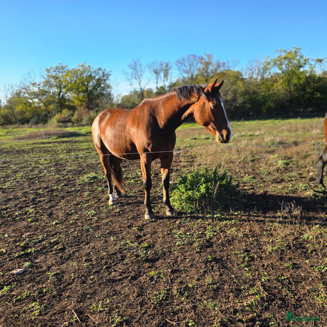  foderhäst finnes: ✨ SWB-sto utlånas på foder ✨ i Borgholm - Annons 2