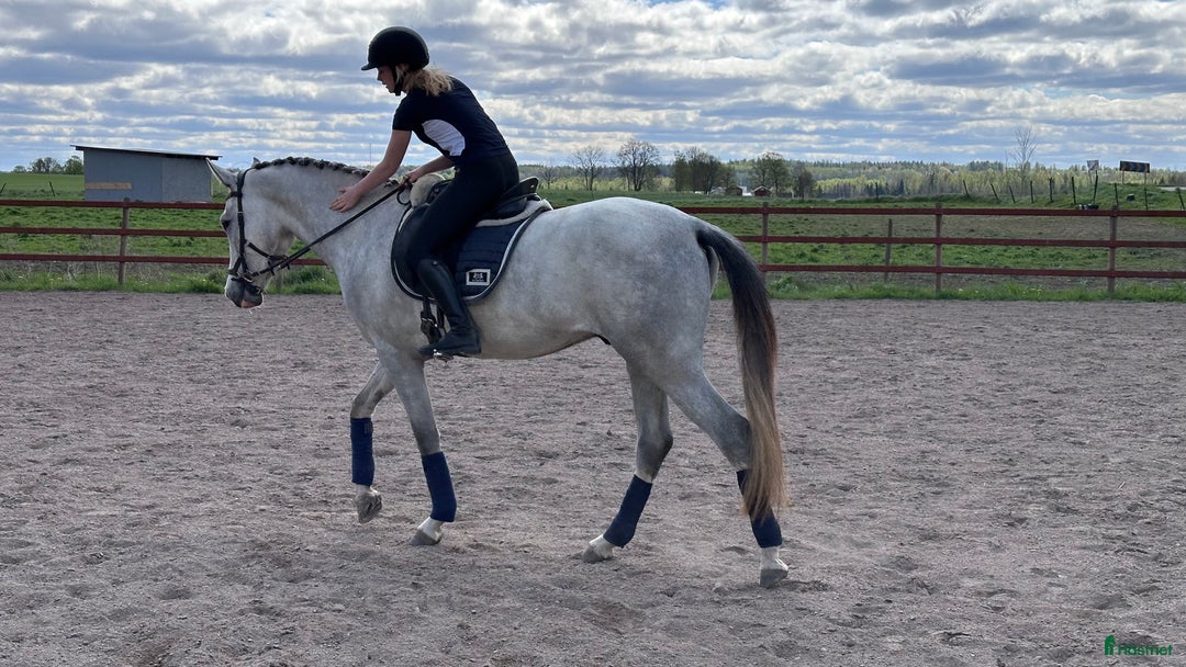 Allround hästar till salu: 3 åring med dubbel talang ⭐️ i Fjugesta - Bild 4