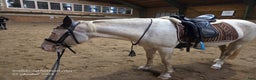 Working Equitation hästar till salu: En riktigt trevlig ponny  i Färgelanda - Annons 8