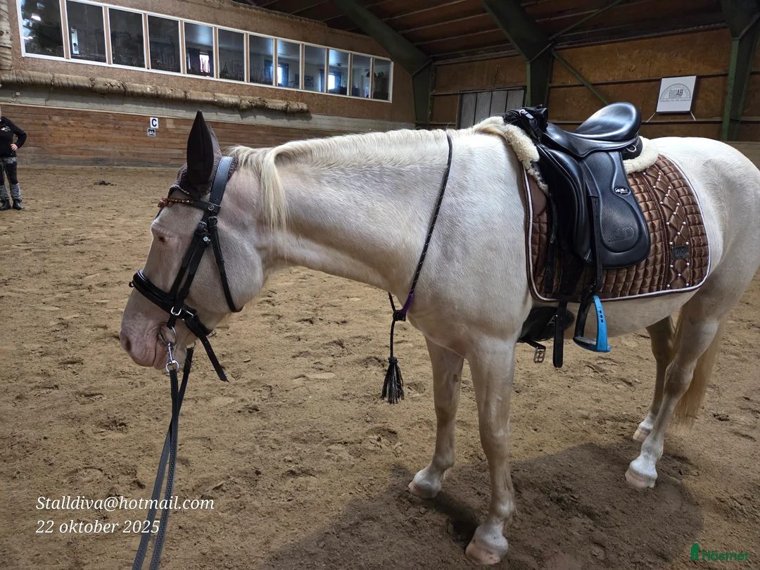 Working Equitation hästar till salu: En riktigt trevlig ponny  i Färgelanda - Annons 8