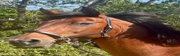 Allround hästar till salu: Vackert D-ponnysto - Annons 1
