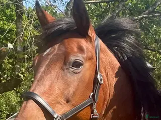 hästar Vackert D-ponnysto - Annons 6
